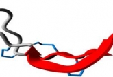 Provisional standardization of hepcidin assays